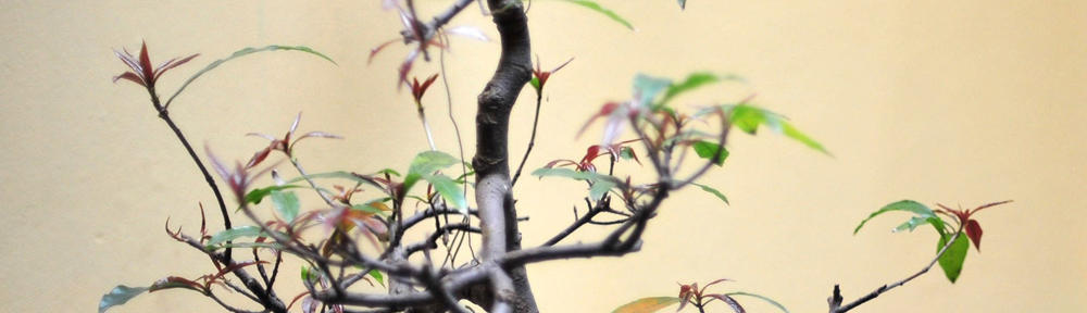 Dr Antonio Lo Savio | Studio di Medicina Preventiva e del Benessere | Taranto